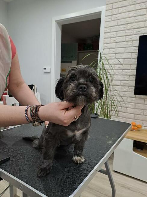 Strzyżenie Fryzjer dla psów TANIO Warszawa i okolice