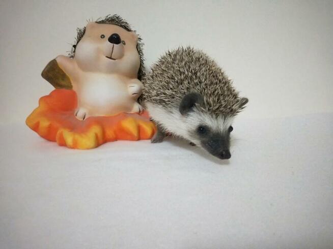 Jeż pigmejski Hodowla Zarejestrowana