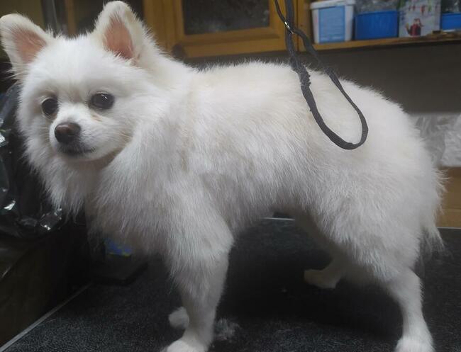 Strzyżenie Fryzjer dla psów TANIO Warszawa i okolice