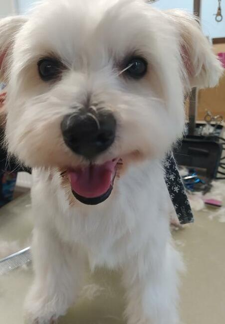 Strzyżenie Fryzjer dla psów TANIO Warszawa i okolice