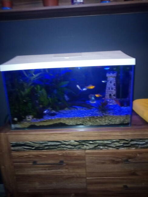 Akwarium 105l z akcesoriami. Atrakcyjna cena