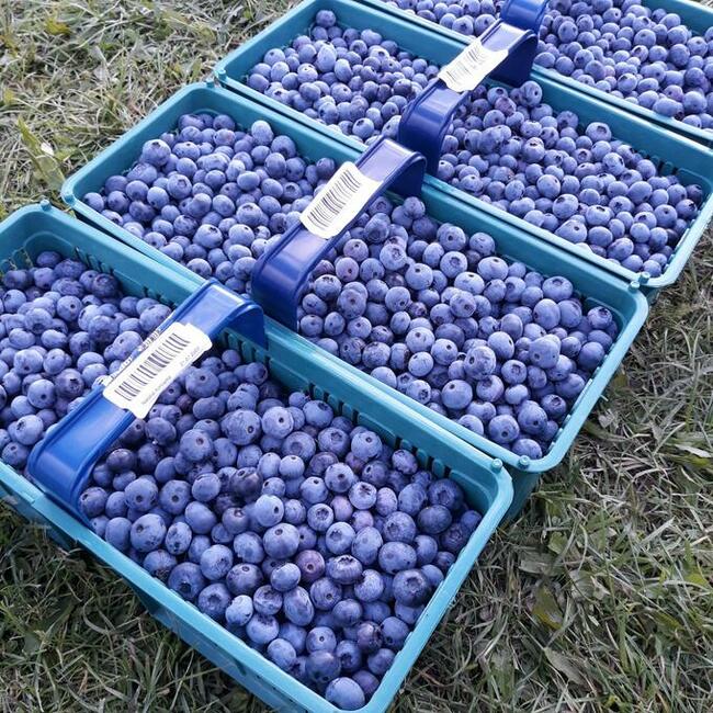 Dochodowa plantacja borówki amerykańskiej