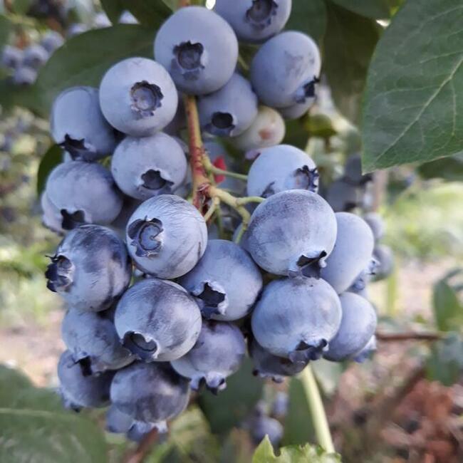 Dochodowa plantacja borówki amerykańskiej