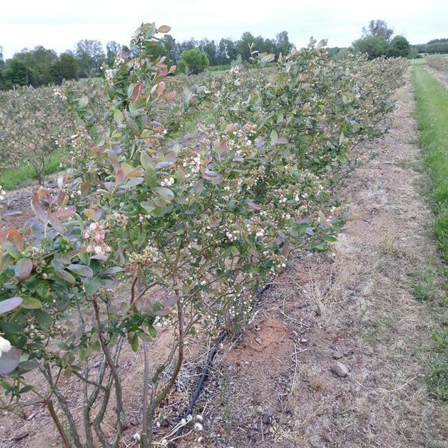 Dochodowa plantacja borówki amerykańskiej