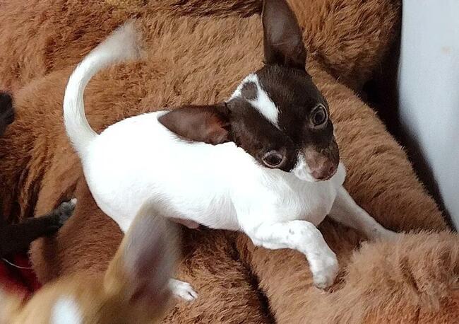Chihuahua miniaturowe pieski