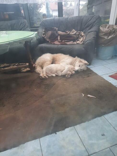 owczarek podhalański