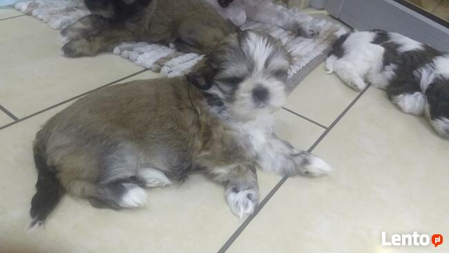 Reproduktor shih tzu