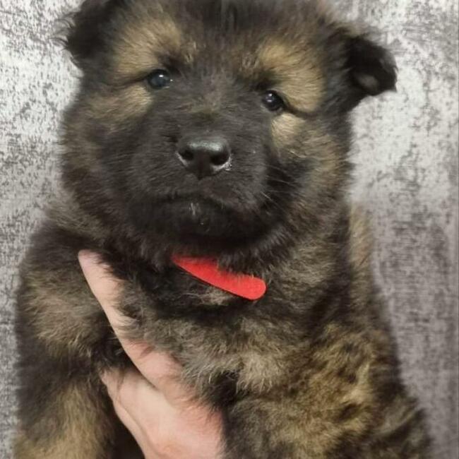 Szczeniaki Owczarek Staroniemiecki