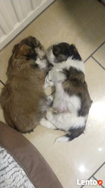 Reproduktor shih tzu