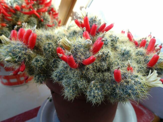 Kaktus Mamilaria Mammillaria prolifera Do Kolekcji