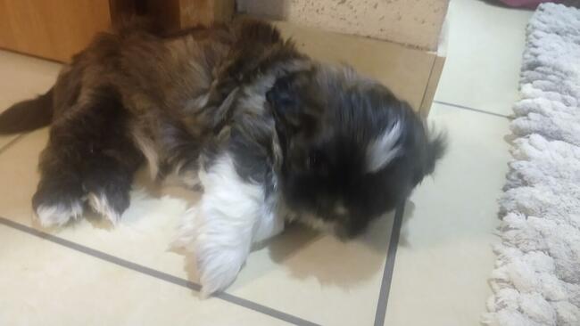 Reproduktor shih tzu