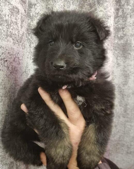 Szczeniaki Owczarek Staroniemiecki