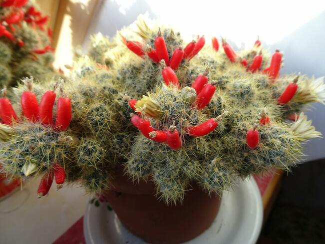Kaktus Mamilaria Mammillaria prolifera Do Kolekcji