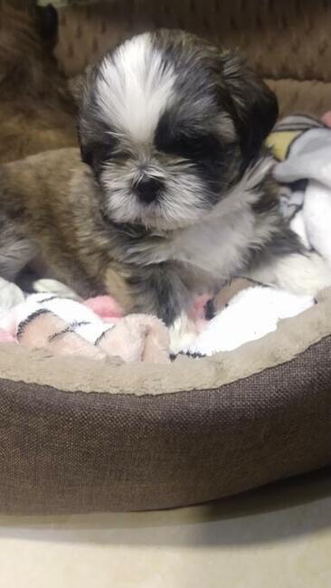 Reproduktor shih tzu