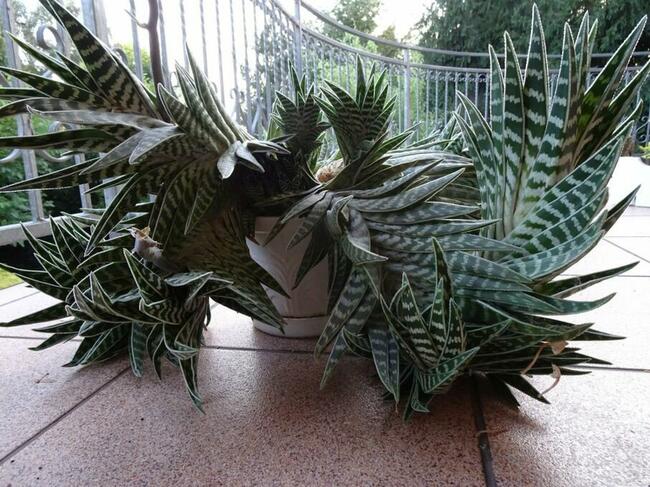 Do Kolekcjii Aloes Pstry Tygrysi Aloe Variagata Kaktus