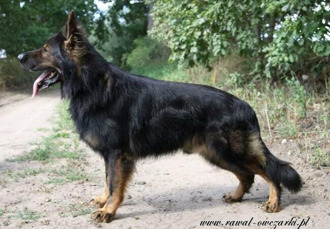 Szczeniaki Owczarek Staroniemiecki