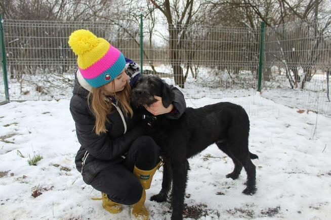 Roki - młody, wesoły i przyjazny WYŻEŁ mix szuka domu!