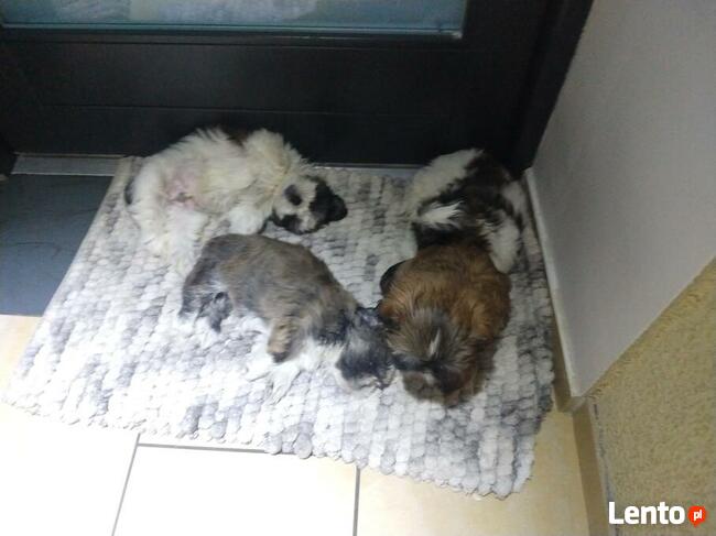 Reproduktor shih tzu