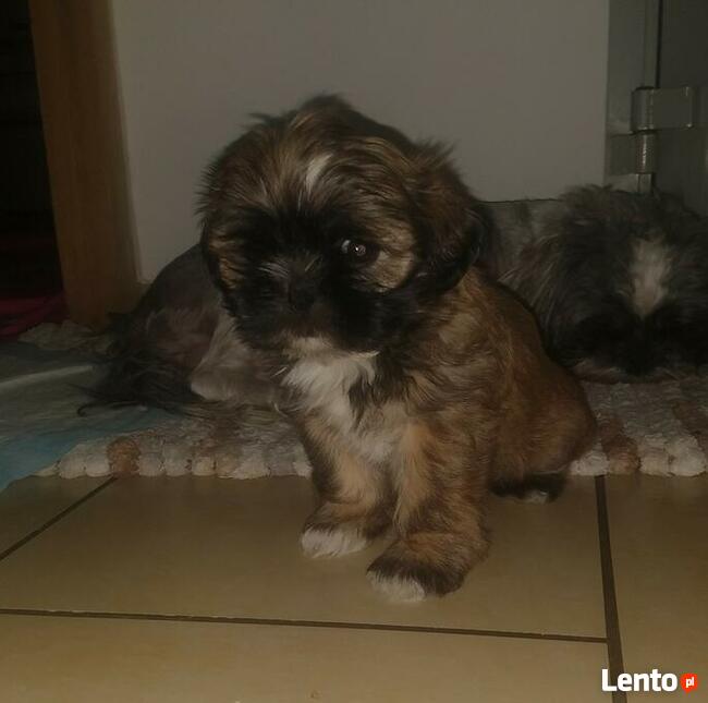 Reproduktor shih tzu