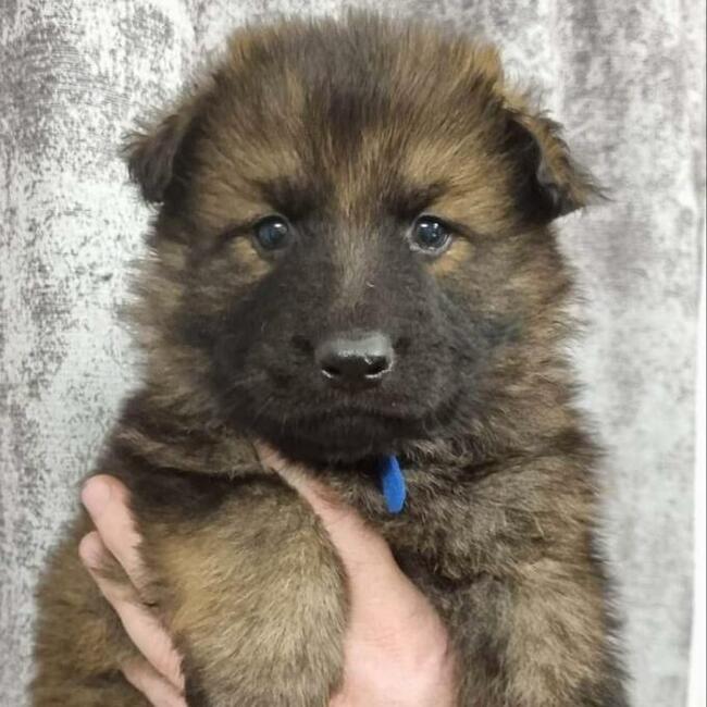 Szczeniaki Owczarek Staroniemiecki