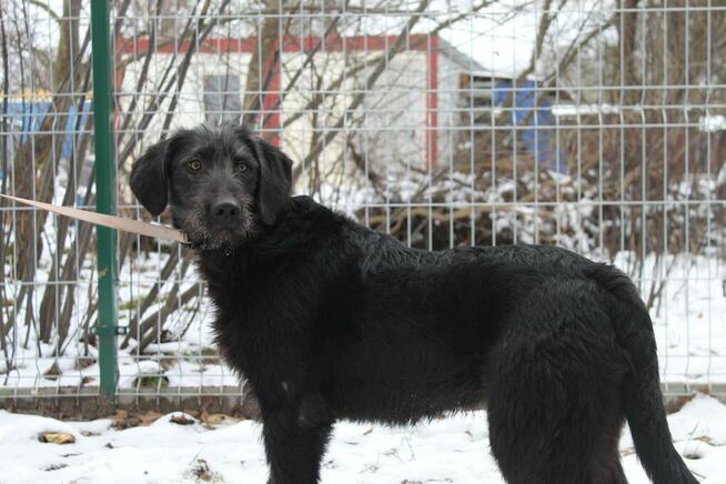 Roki - młody, wesoły i przyjazny WYŻEŁ mix szuka domu!