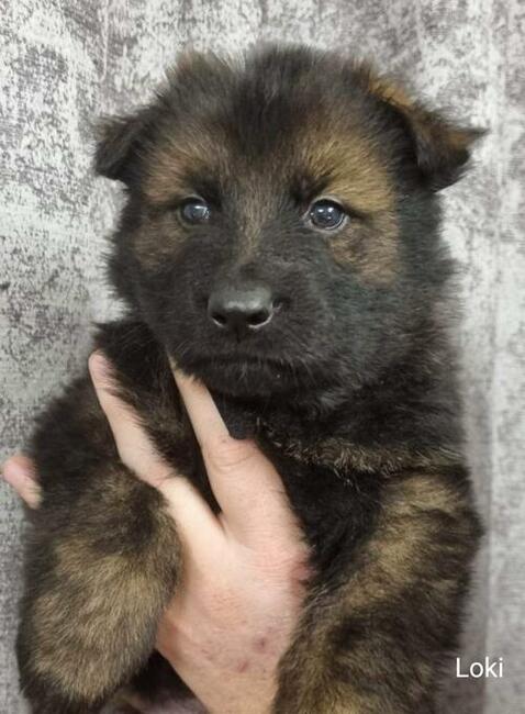 Szczeniaki Owczarek Staroniemiecki