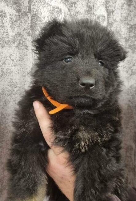 Szczeniaki Owczarek Staroniemiecki