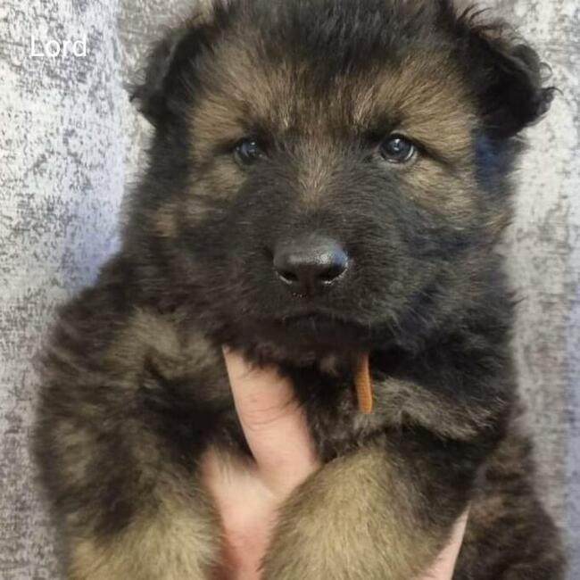 Szczeniaki Owczarek Staroniemiecki