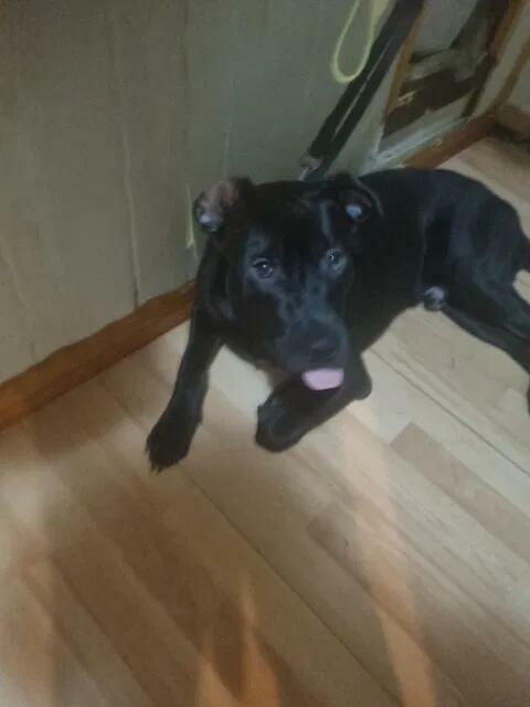 Mieszanka amstaffa z labradorem