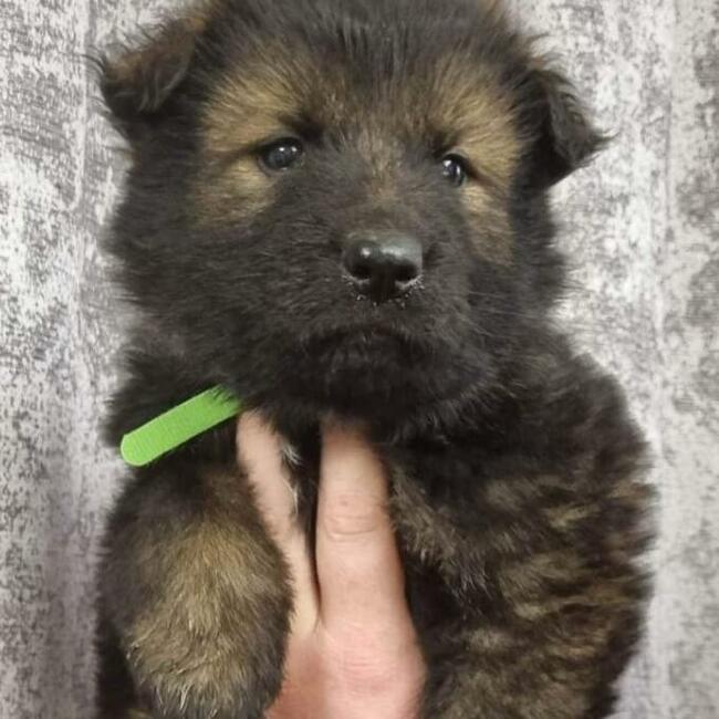 Szczeniaki Owczarek Staroniemiecki