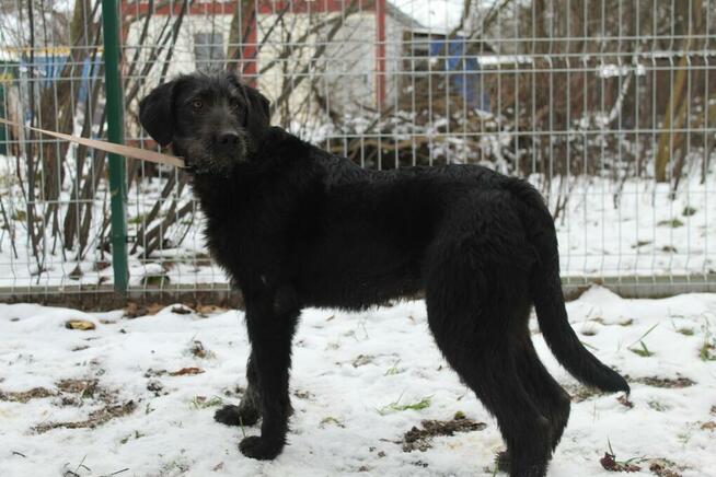 Roki - młody, wesoły i przyjazny WYŻEŁ mix szuka domu!