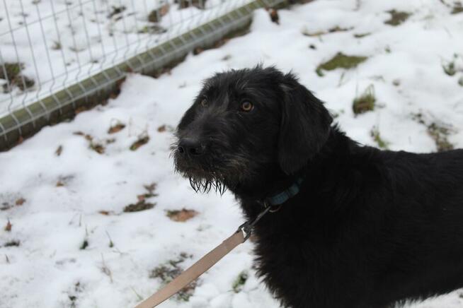 Roki - młody, wesoły i przyjazny WYŻEŁ mix szuka domu!