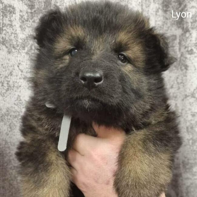 Szczeniaki Owczarek Staroniemiecki