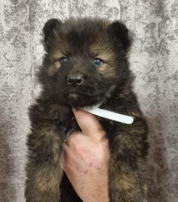 Szczeniaki Owczarek Staroniemiecki