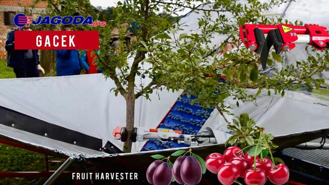 Zbiór wiśni urządzeniem, śliwek GACEK
