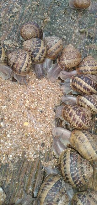 Hodowla ślimaków.Oseski, kokony ślimaki helix aspersa muller