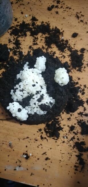 Hodowla ślimaków.Oseski, kokony ślimaki helix aspersa muller