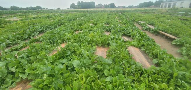 Hodowla ślimaków.Oseski, kokony ślimaki helix aspersa muller
