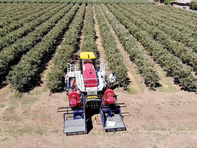 Kombajn samojezdny OSKAR 4WD zbiór owoców jagodowych