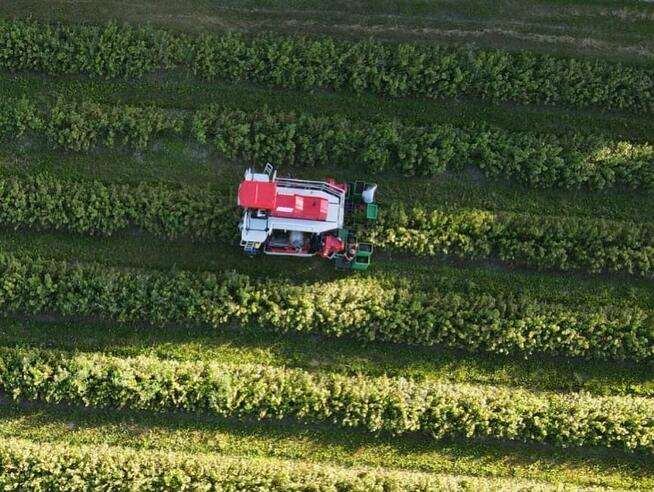 Kombajn samojezdny OSKAR 4WD zbiór owoców jagodowych