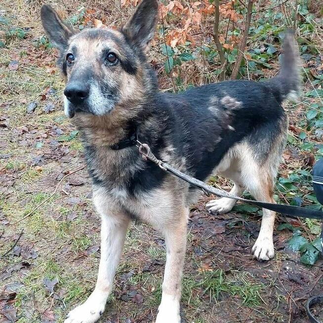 Barycz seniorek wypatruje spokojnej przystni Kasia Sat