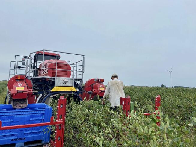 Kombajn samojezdny OSKAR 4WD zbiór owoców jagodowych