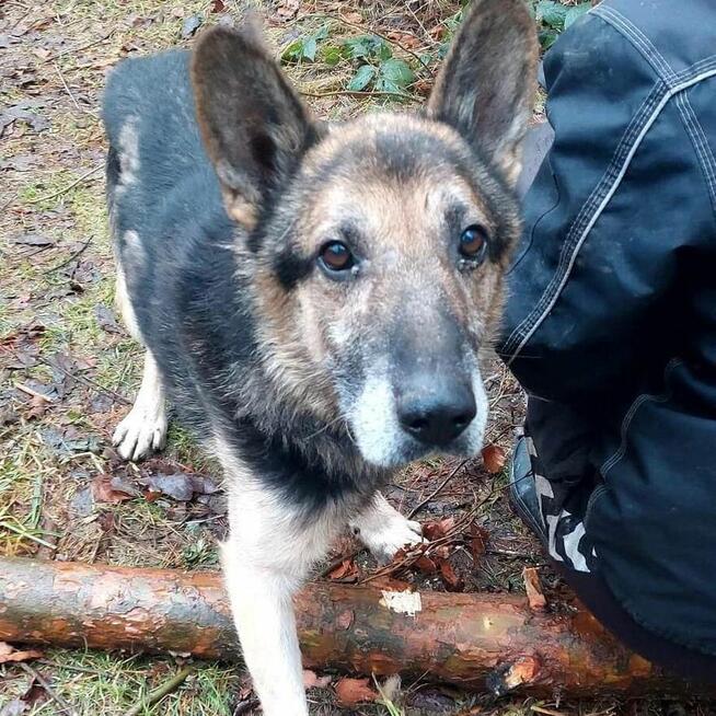 Barycz seniorek wypatruje spokojnej przystni Kasia Sat