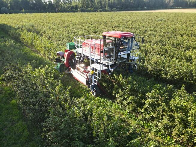 Kombajn samojezdny OSKAR 4WD zbiór owoców jagodowych