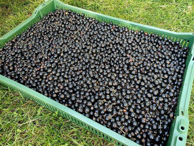 Kombajn samojezdny OSKAR 4WD zbiór owoców jagodowych