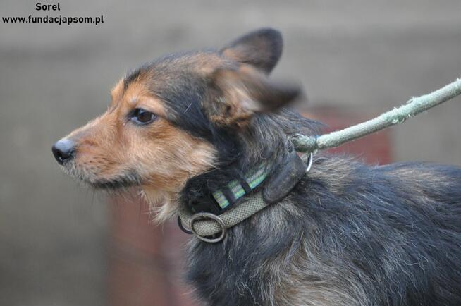 Sorel - mały piesek do adopcji