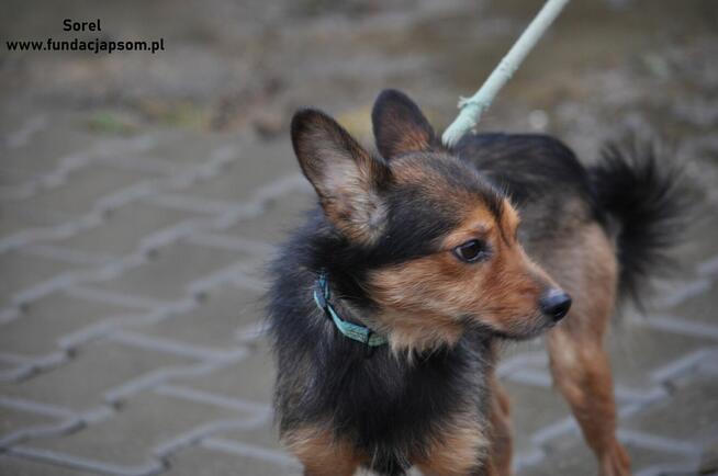 Sorel - mały piesek do adopcji