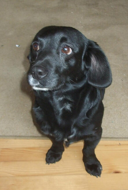 pies zguba noworoczna