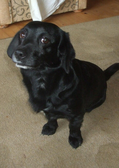 pies zguba noworoczna