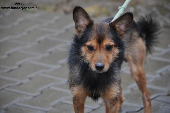 Sorel - mały piesek do adopcji